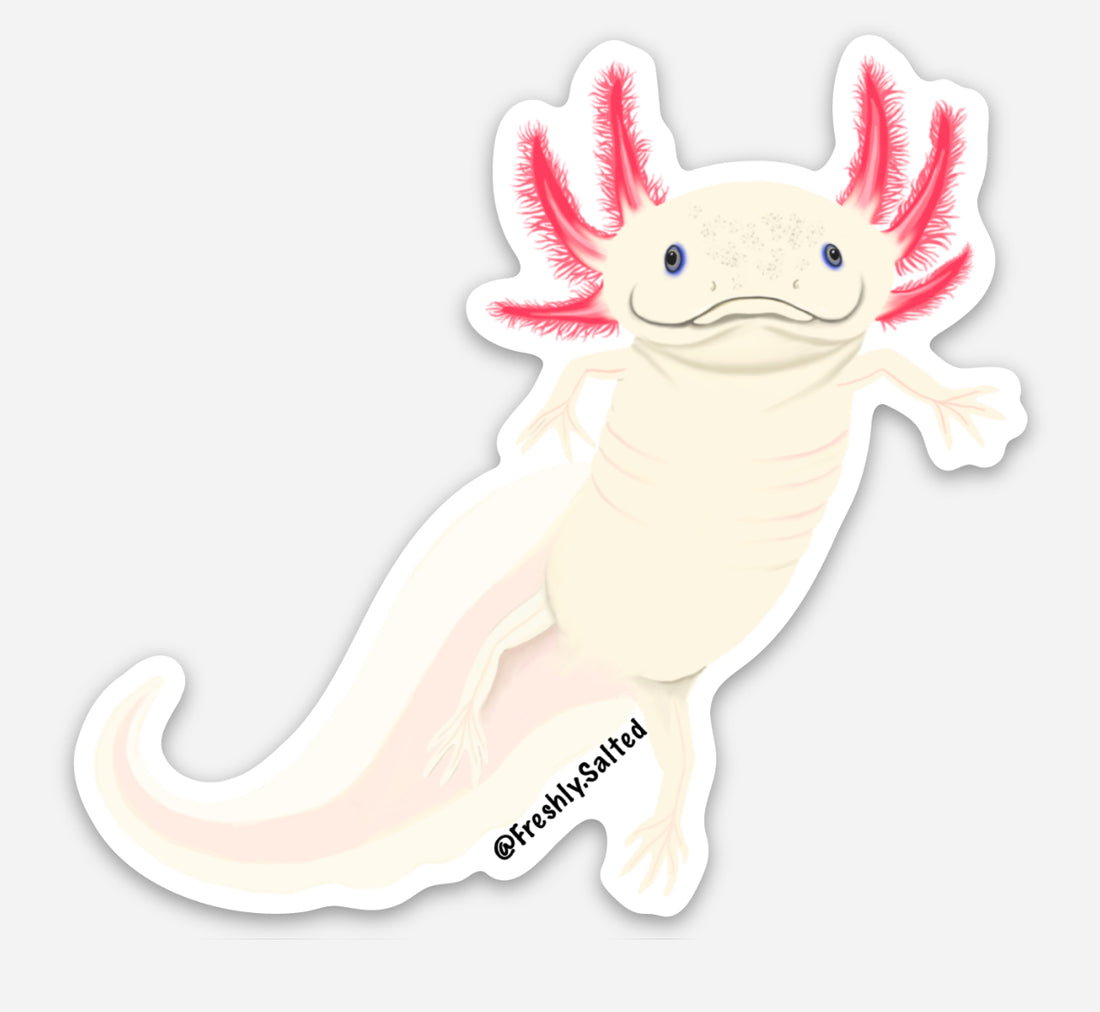 Leucistic Axolotl Sticker