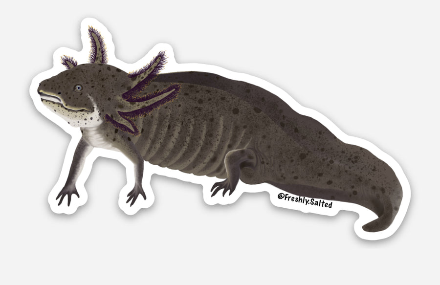 Wild Axolotl Sticker