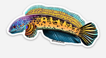 Channa Aurantimaculata Snakehead Sticker