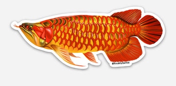 Red Asian Arowana Sticker