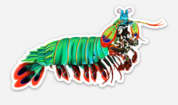 Peacock Mantis Shrimp Sticker