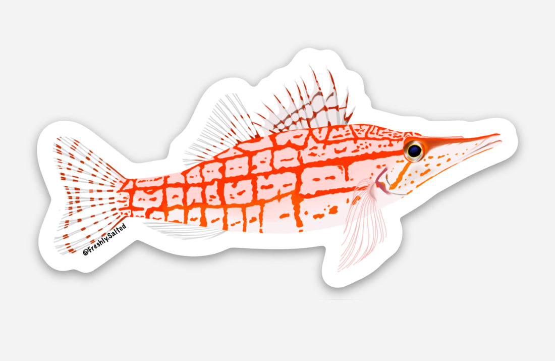 Longnose Hawkfish Sticker