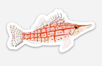 Longnose Hawkfish Sticker