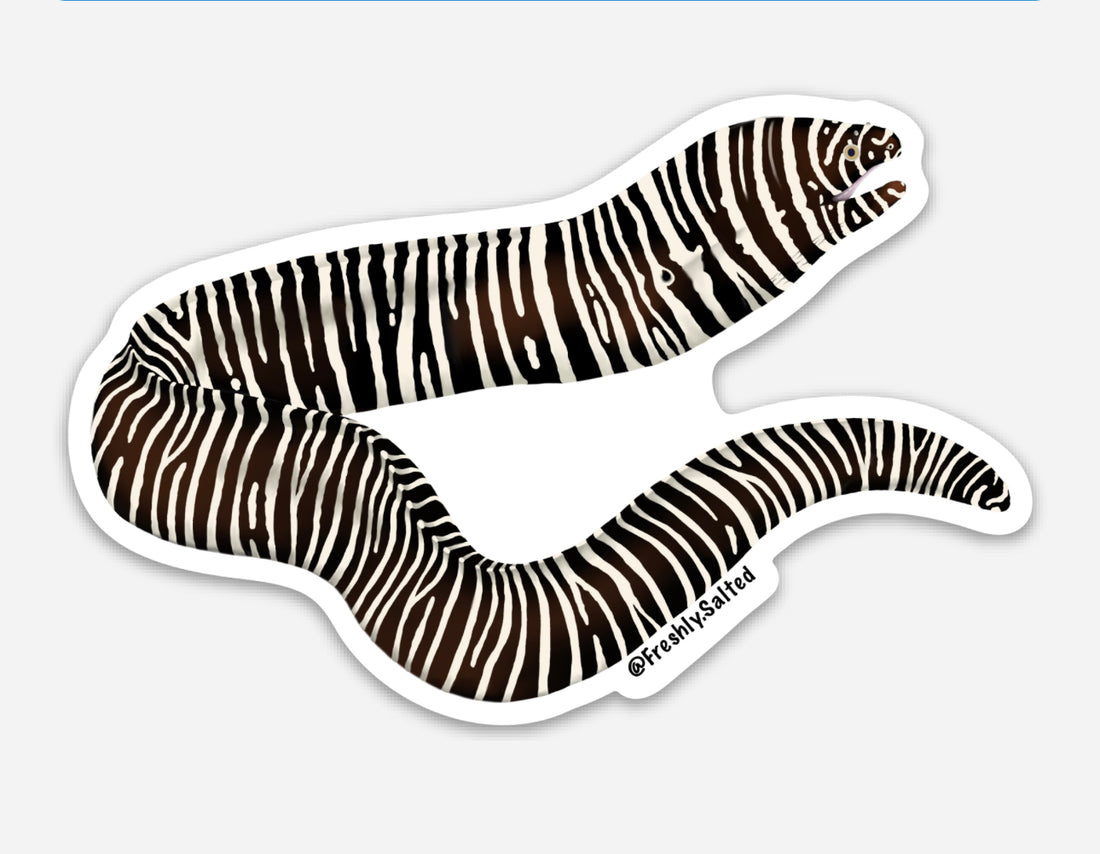 Zebra Moray Eel Sticker