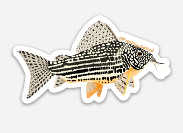 Sterbai Cory Catfish Sticker
