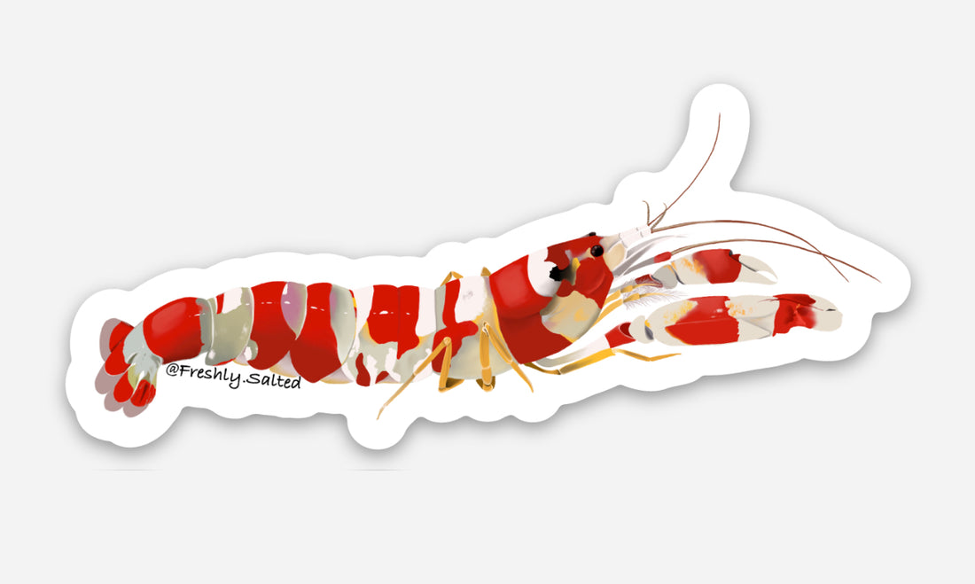 Candy Cane Pistol Shrimp Sticker